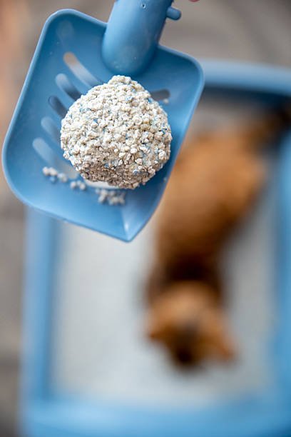 arena para gatos comparativa tofu aglomerante vegetal