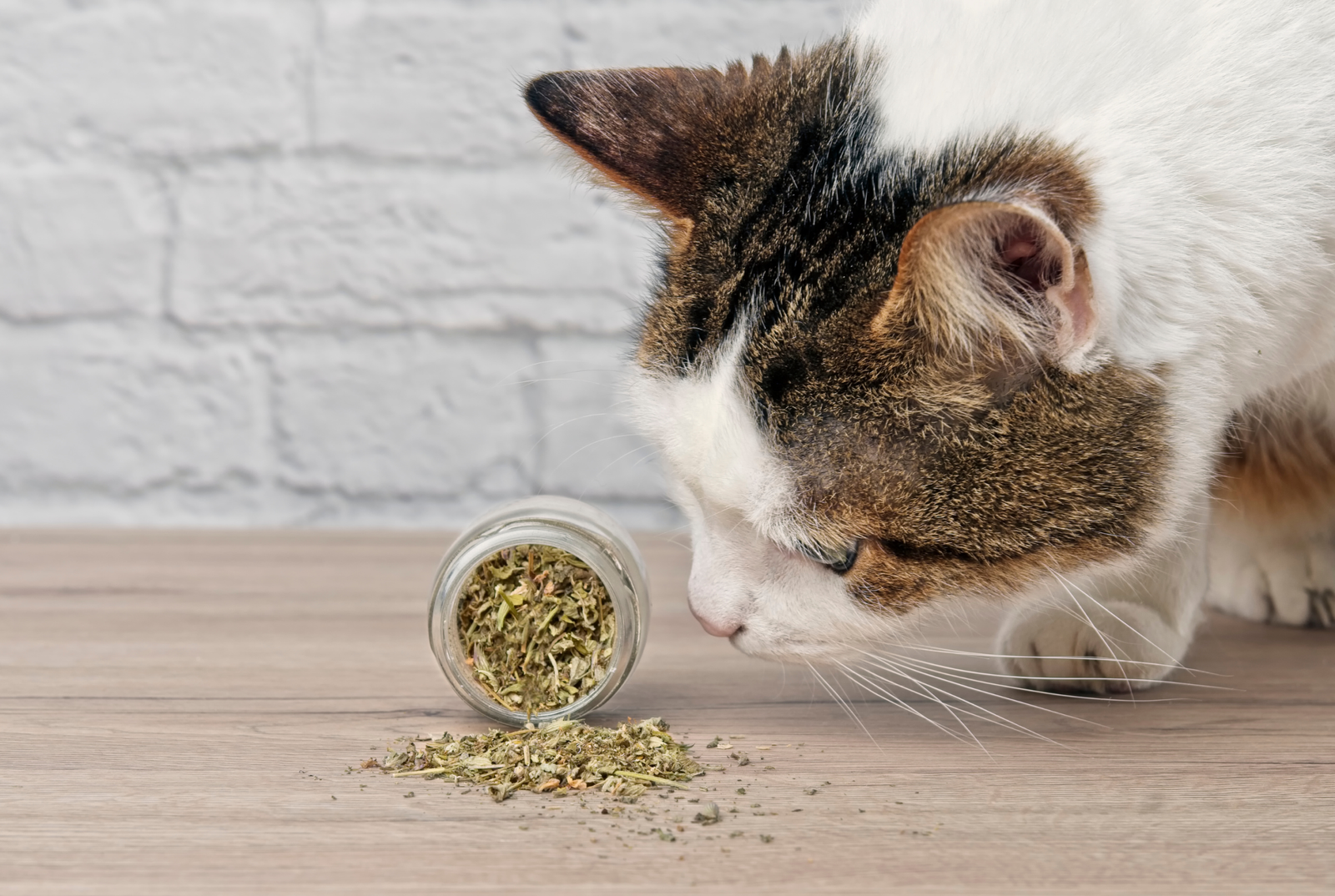 ¿Qué es el Catnip?